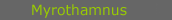 myrothamnus