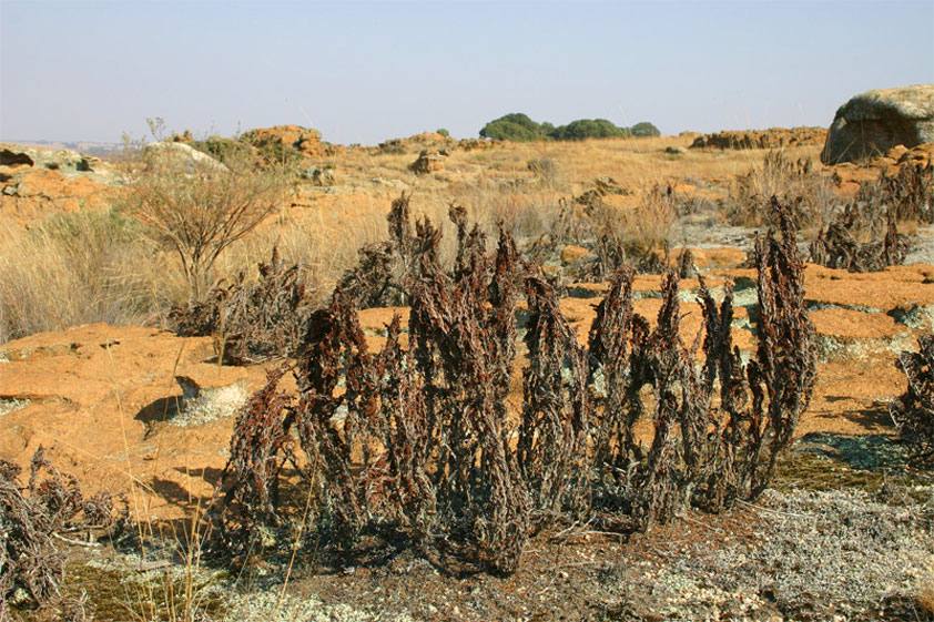 Myrothamnus während der Trockenzeit
