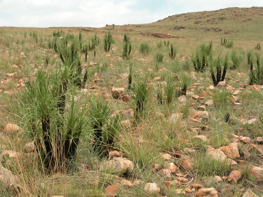 Xerophyta retinervis turns green