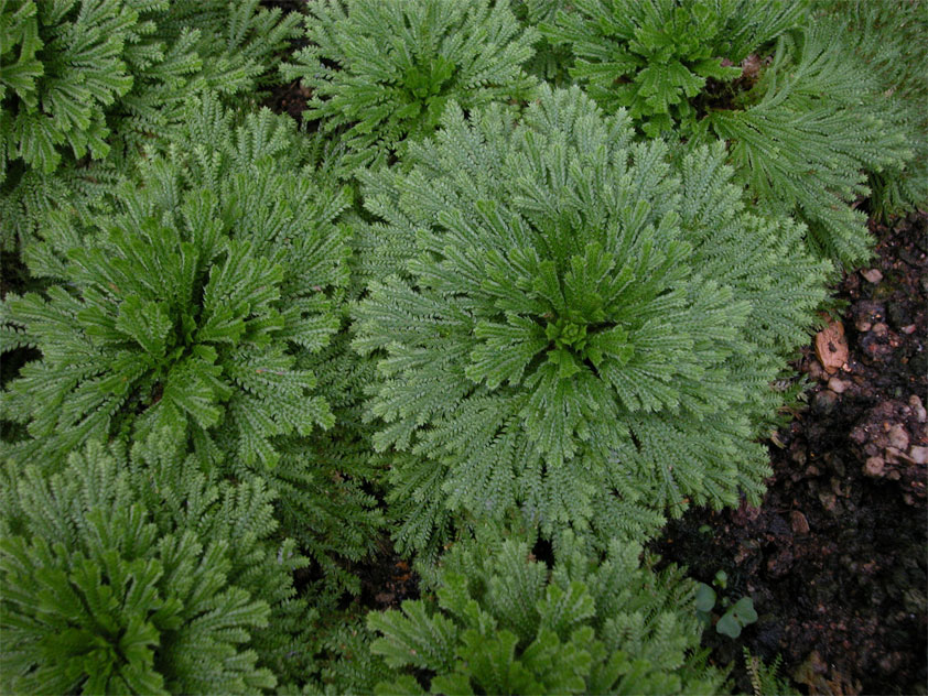 Selaginella lepidophylla in aktivem Wachstum