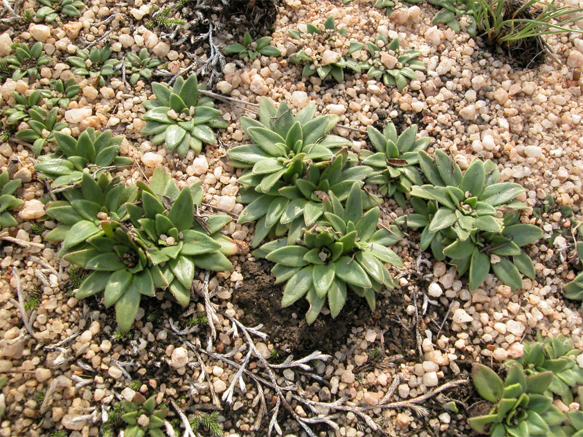 C. wilmsii turns green after a short spell of rain