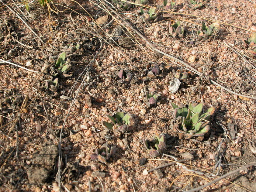 Craterostigma wilmsii pendant la phase de dessèchement 