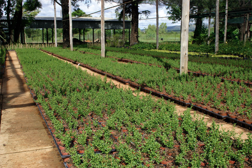 Plantage Südarfrika